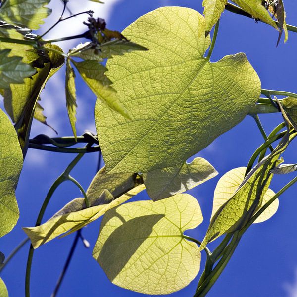 Glowing leaves in the spring sunlight by Silva Wischeropp