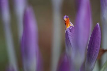 crocus sur Helmut Neumann Blütenfotografie