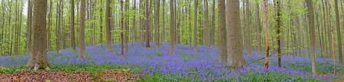 Fleurs de campanules sur le sol de la forêt au printemps