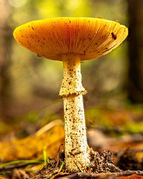 Amanita muscaria van van der Gun