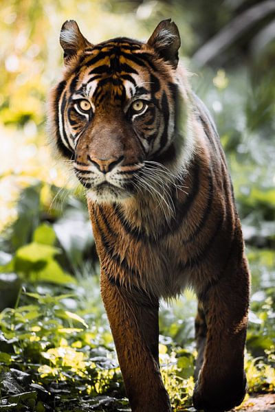Tiger on the move van Design Wall Arts