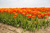 Blumenzwiebelfeld in Nordholland mit orangefarbenen Tulpen.