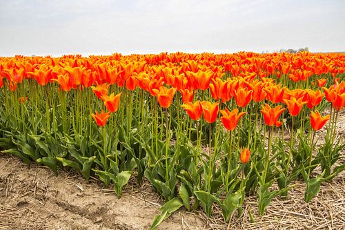 Bollenveld in Noord Holland met oranje tulpen.
