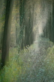 Stiller Waldtraum von SR Blaauw