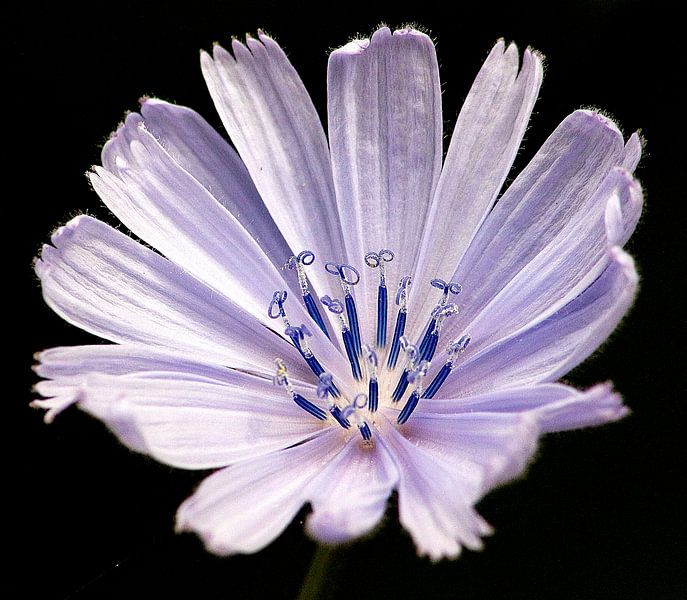 Lilac by Suzanna Lasalla