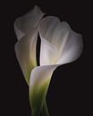 Dancing together Calla Lily flowers dark & moody van Sandra Hazes thumbnail