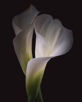 Dancing together Calla Lily flowers dark & moody