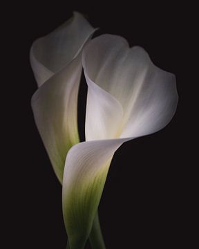 Dancing together Calla Lily flowers dark & moody van Sandra Hazes