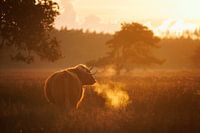 Schotse Hooglander blaast adem uit in tegenlicht van zonsondergang