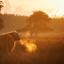 Schotse Hooglander blaast adem uit in tegenlicht van zonsondergang van Krijn van der Giessen