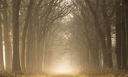Mistige ochtend tussen de eikenbomen