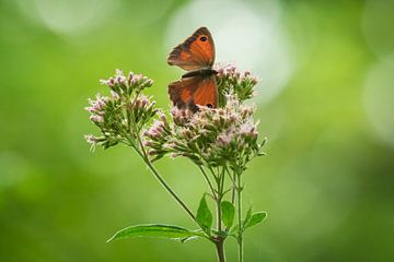 Orange by Sander Meertins