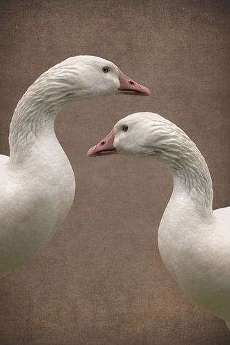 Elegantie en schoonheid