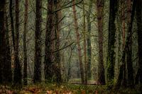 Au cœur de la forêt, éclairage d'ambiance