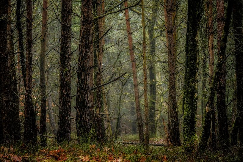 Deep in the forest, atmospheric lighting by Arthur van den Berg