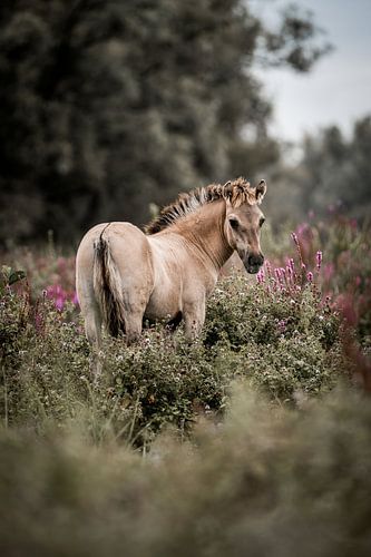 Veulen in Bloemenzee Zacht Opgelicht Door de Natuur