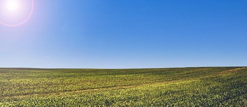 Horizon foto van een veld in de zomer in de felle zon - Windows XP - Polen in de zomer