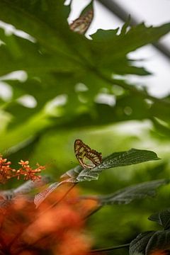 Vlinder van By Odessa DC