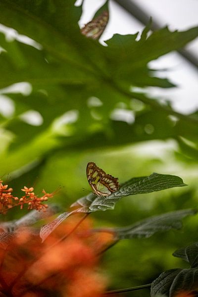 Butterfly by By Odessa DC