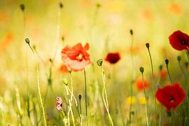 Les coquelicots dans « Tegenlicht »