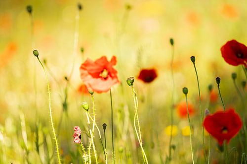 Poppies in the Spotlight