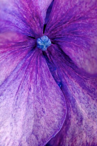 Hortensia by PvdH Fotografie