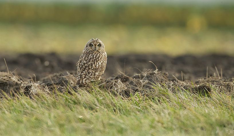 Short-eared owl by Ronald Kromkamp