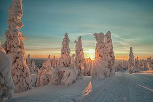 Wintersonne von Menno Schaefer