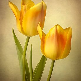 Gelbe Tulpen in warmem Licht von May