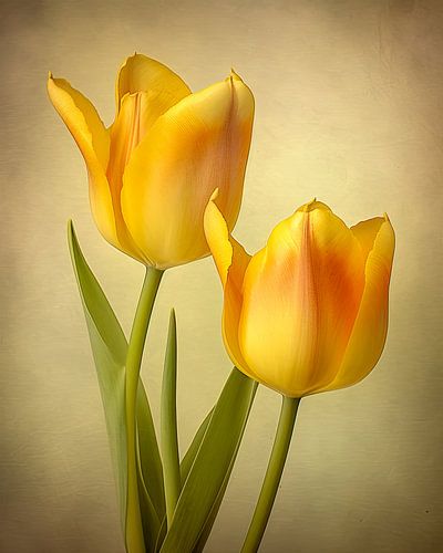 Des tulipes jaunes sous une lumière chaude