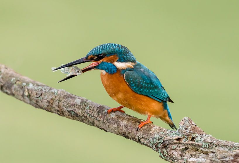 ijsvogel met stekelbaars  par Jelle Mijnster