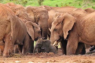 Kudde olifanten met baby 574 van Barbara Fraatz