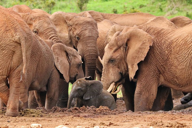 Troupeau d'éléphants avec bébé 574 par Barbara Fraatz
