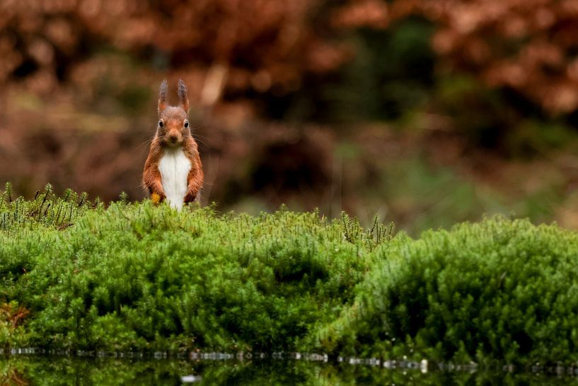 Caught you! by Daniëlle Eibrink Jansen