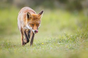 Likkebaardende Vos by Pim Leijen