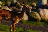 Animal in the sunshine