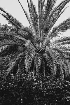 Valencia, spanje palmbomen in het zwart wit van Lindy Schenk-Smit