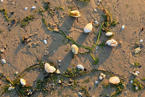 Morning atmosphere on Usedom