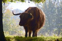 Schotse hooglander