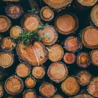 Rustic tree trunks