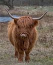closeup van een galloway highland rund in de duinen van oostvoorne van ChrisWillemsen thumbnail