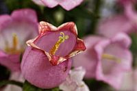 Bellflower