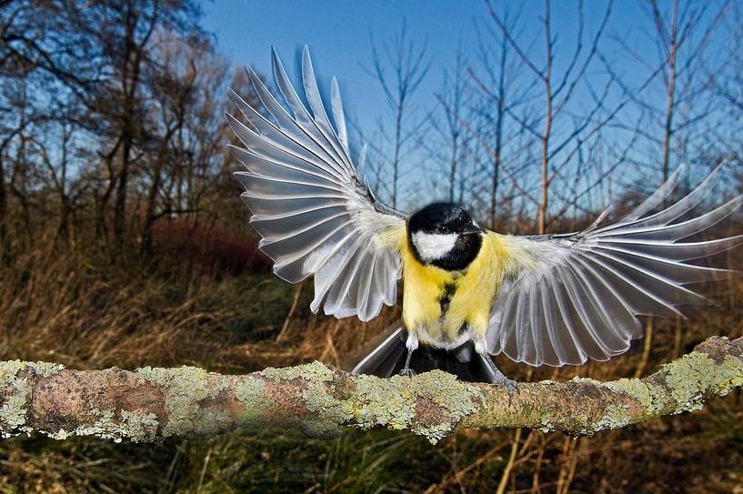 Superbe mésange sur une branche par Marcel van Kammen