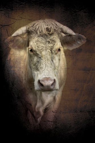Bertha 1. Portrait d'une vache. sur Alie Ekkelenkamp