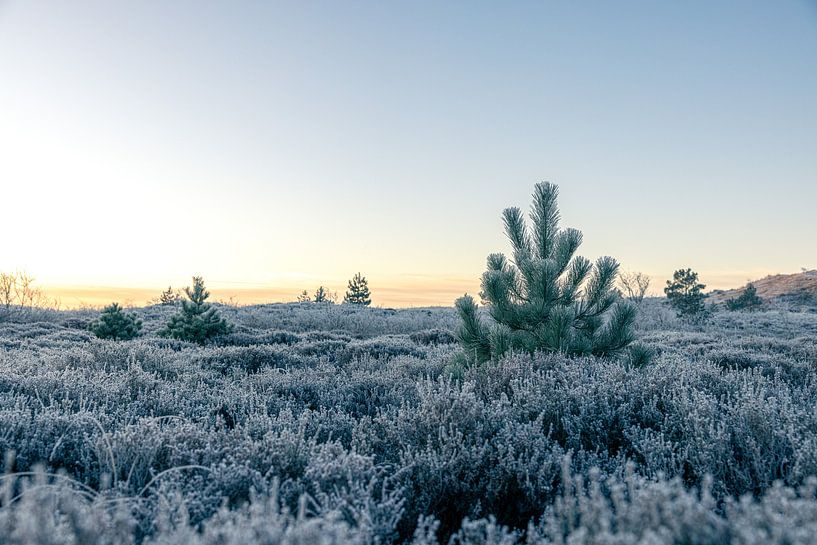 Zonsopkomst met vorst in heide en duingebied v2 van mitevisuals