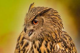 Hibou, Bubo bubo