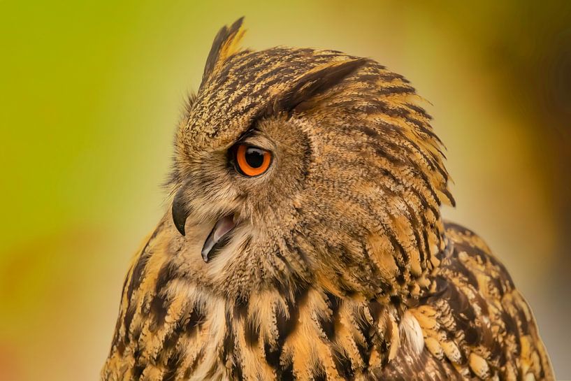 Hibou, Bubo bubo par Gert Hilbink
