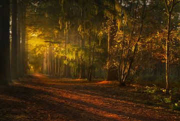 Evening light in the Mastbos by Sander Poppe