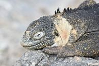 Luierende landleguaan Galapagos van Frank Heinen thumbnail