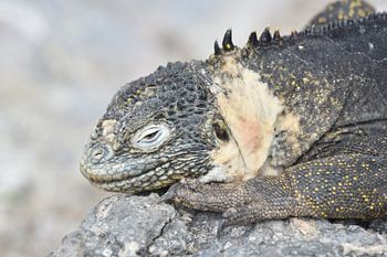 Luierende landleguaan Galapagos